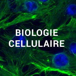 images/biologie-cellulaire