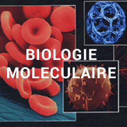 biologie-moleculaire